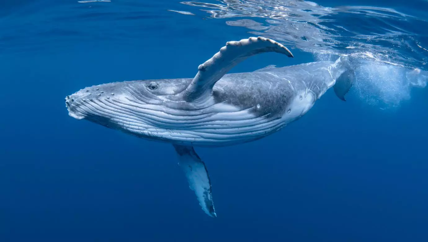 Whales Accumulate Maker (MKR) and Aave (AAVE) Tokens Despite Cooling-Off Period in Crypto